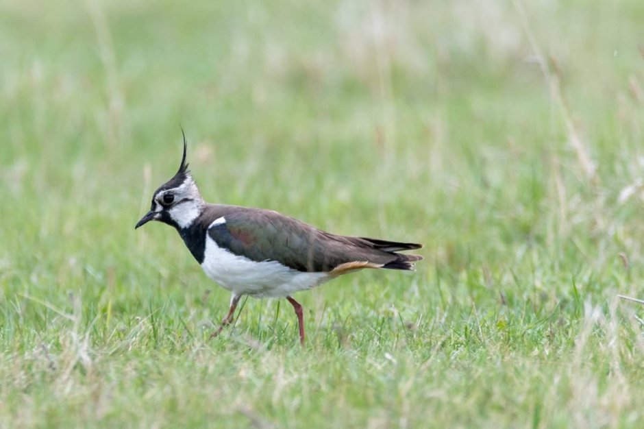 Lapwings Wading Bird