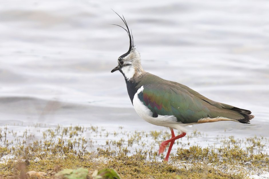 Чибис Vanellus Vanellus leucurus.