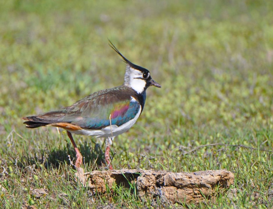 Чибис Vanellus Vanellus