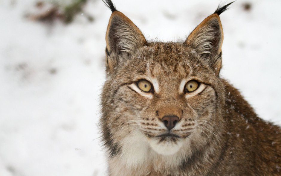 Рысь обыкновенная Lynx Lynx Linnaeus, 1758