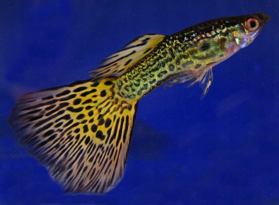 Гуппи Poecilia reticulata