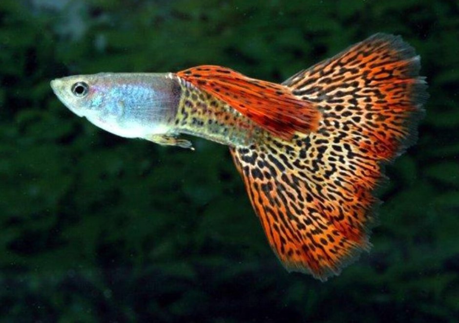 Poecilia (lebistes) reticulata