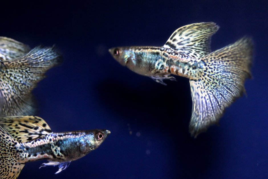 Guppy Blue Snakeskin