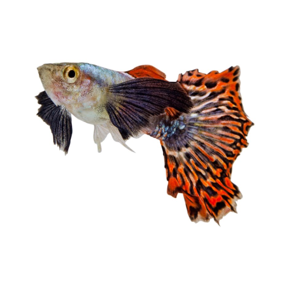 Guppy Fish Elefant Ear