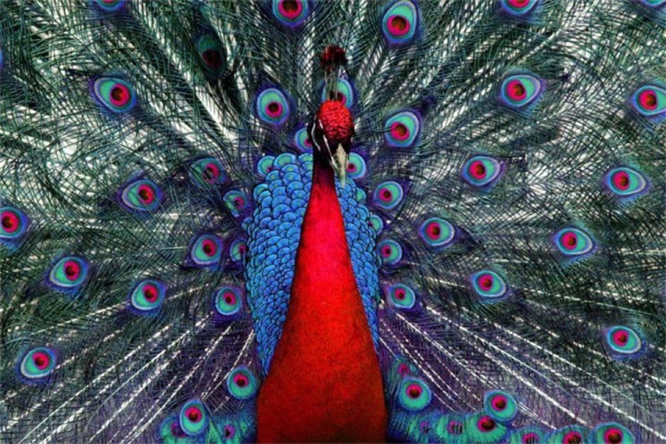 Павлин (Pavo cristatus)
