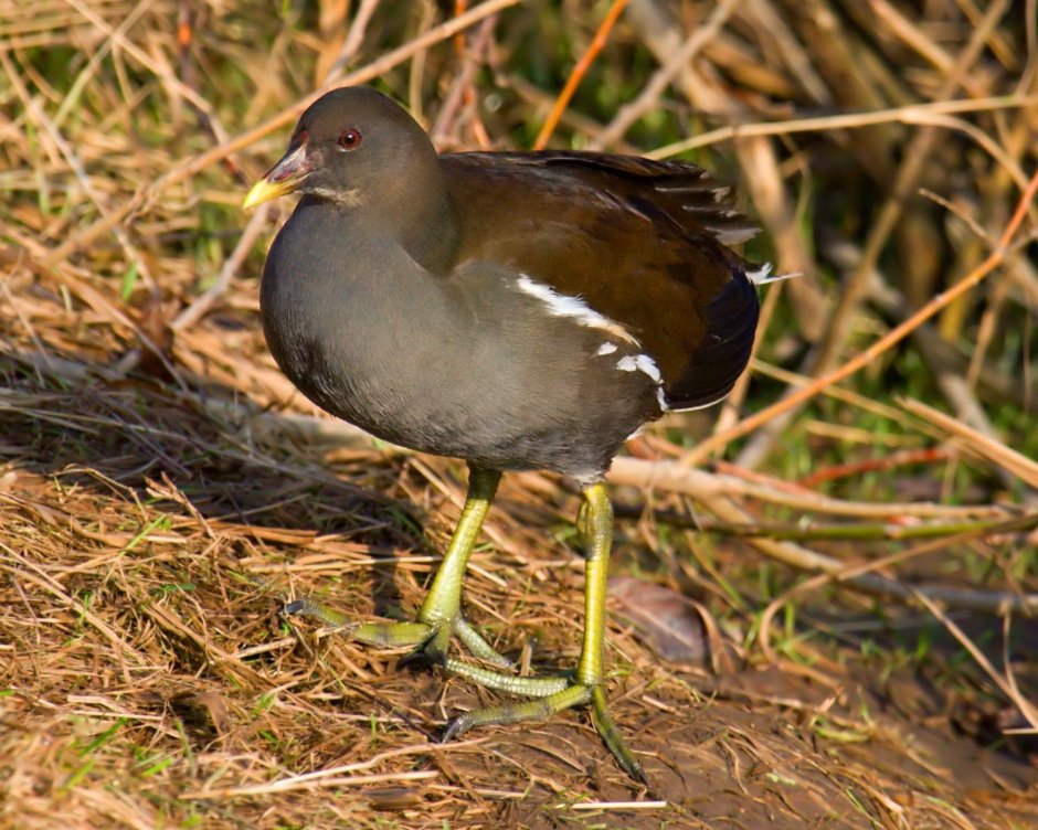 Камышница Gallinula chloropus