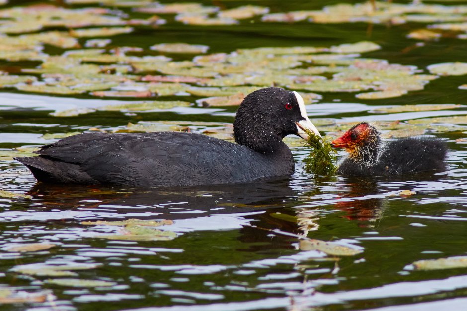 American Coot female