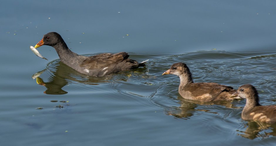 Лысуха (Fulica atra)