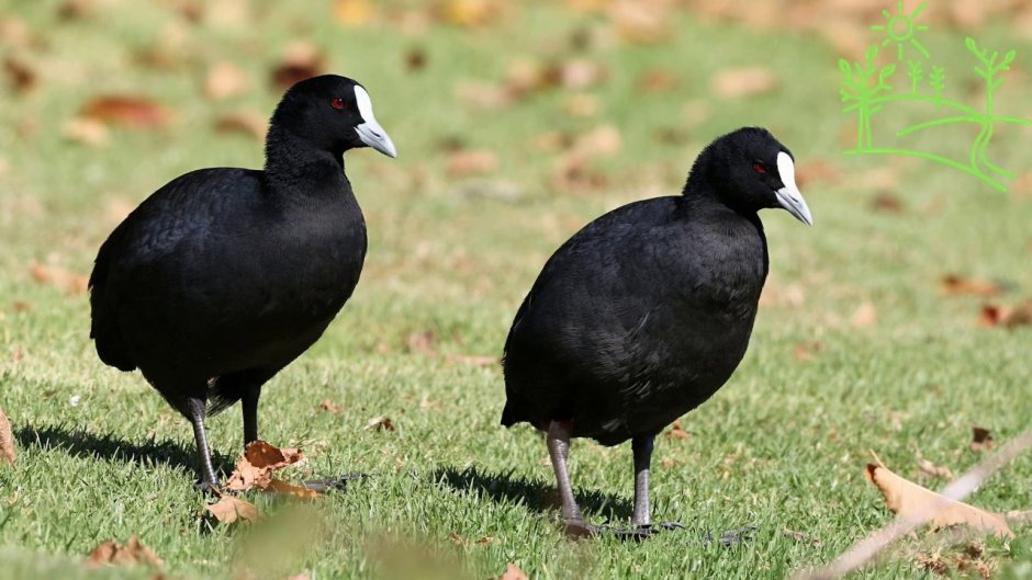 Лысуха (Fulica atra)