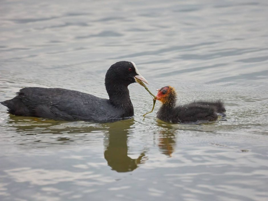 Американская лысуха (Fulica Americana)