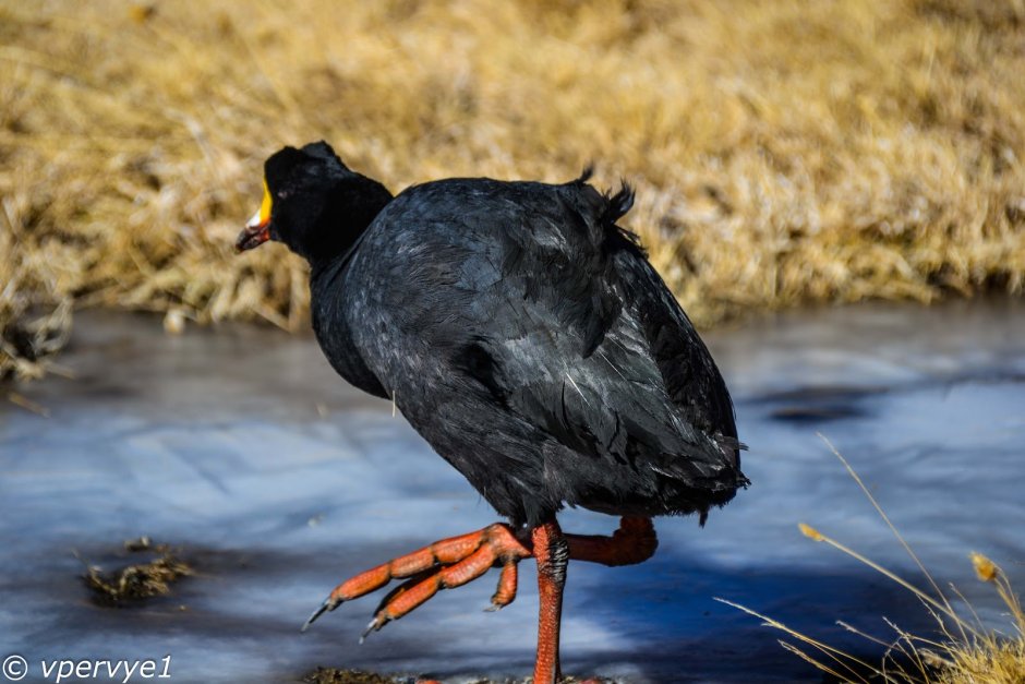 Coot PNG
