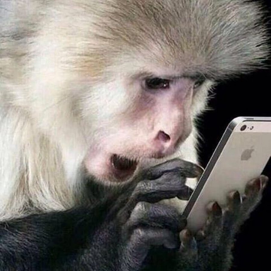 Шимпанзе с яйцами