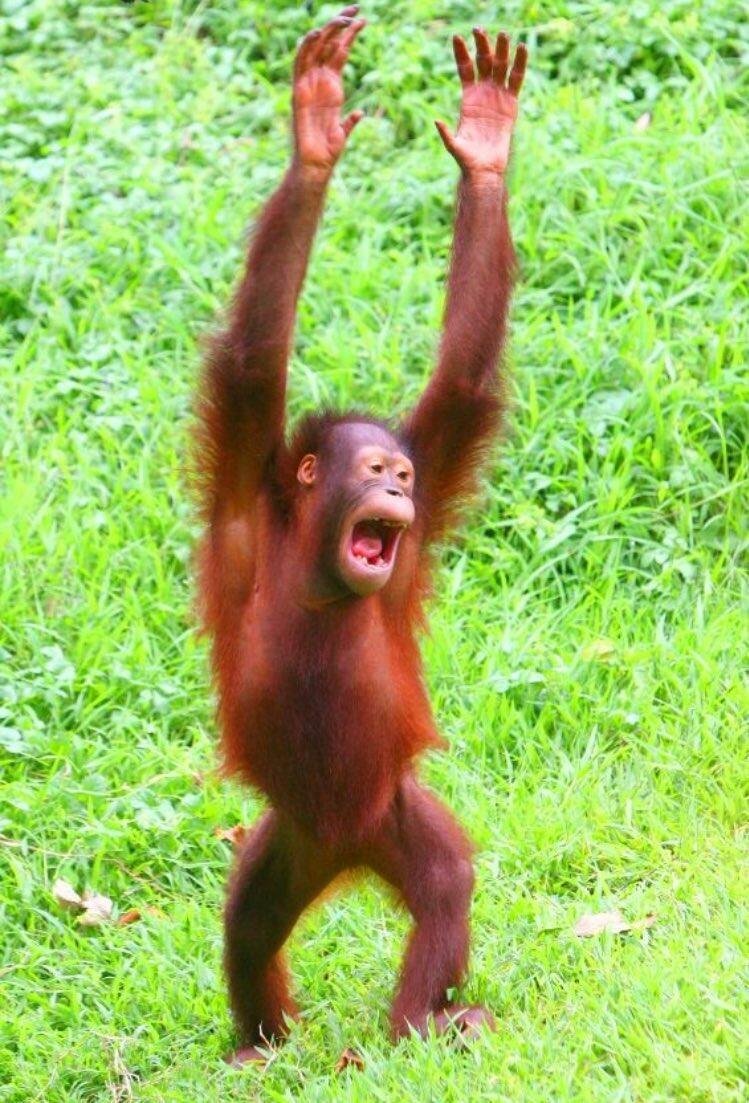 Собака с накрашенными ногтями