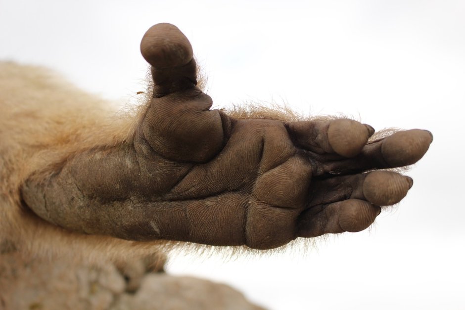 Лапы мартышки