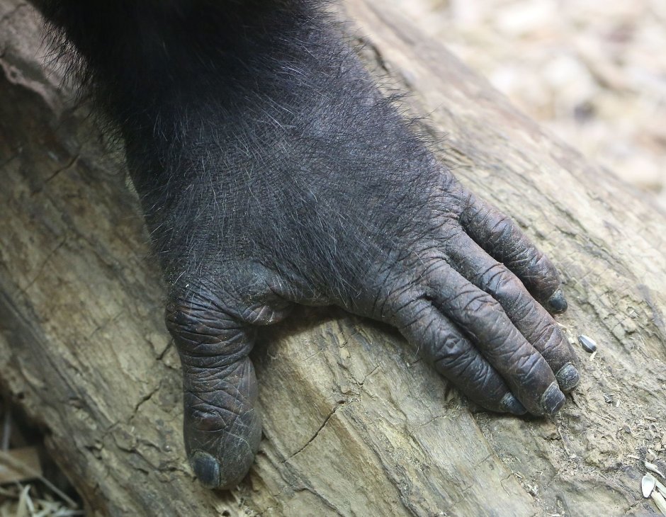 Лапы мартышки