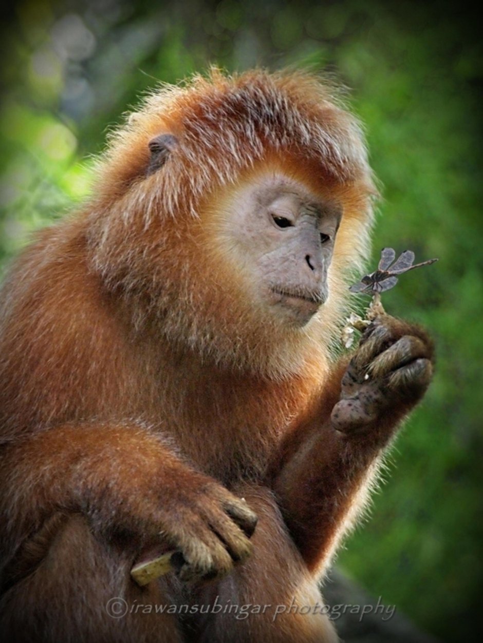 Лемур Лори лапы