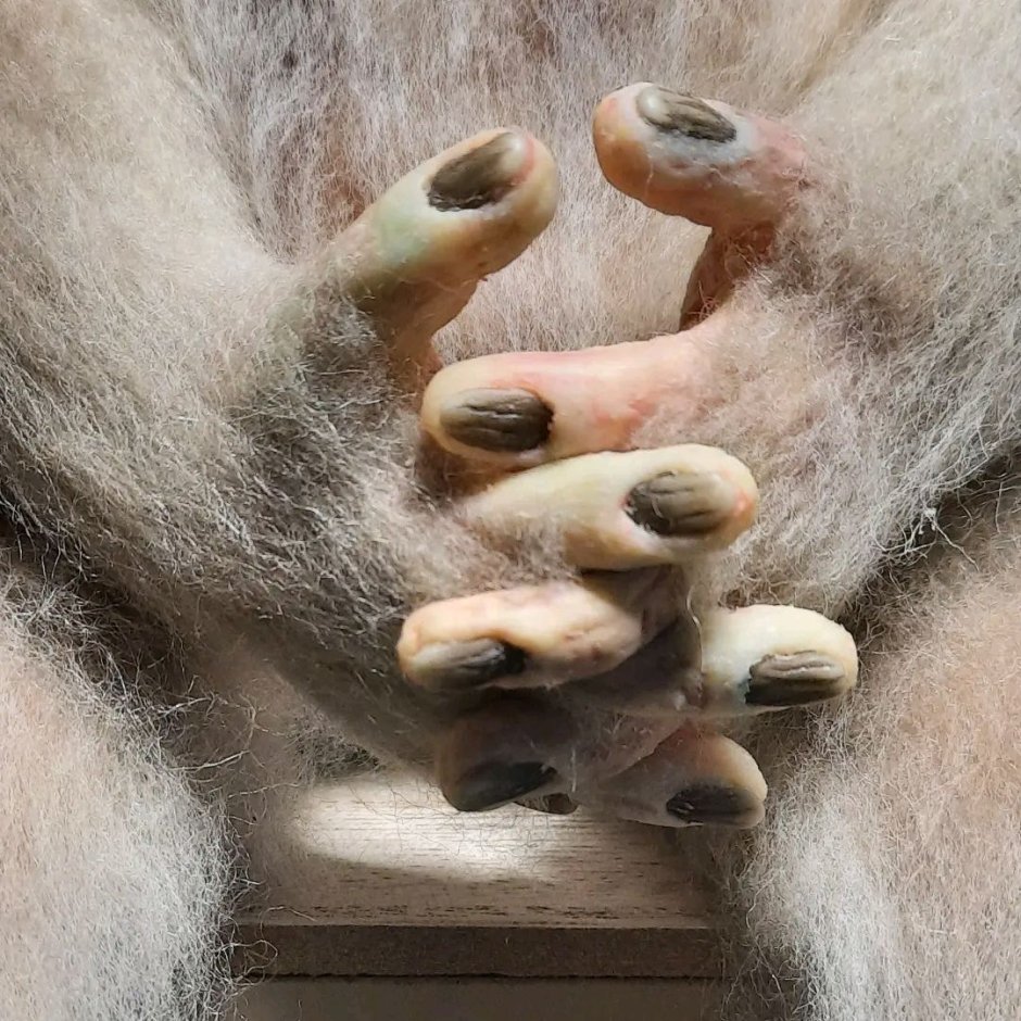 Фото обезьяны прикольные