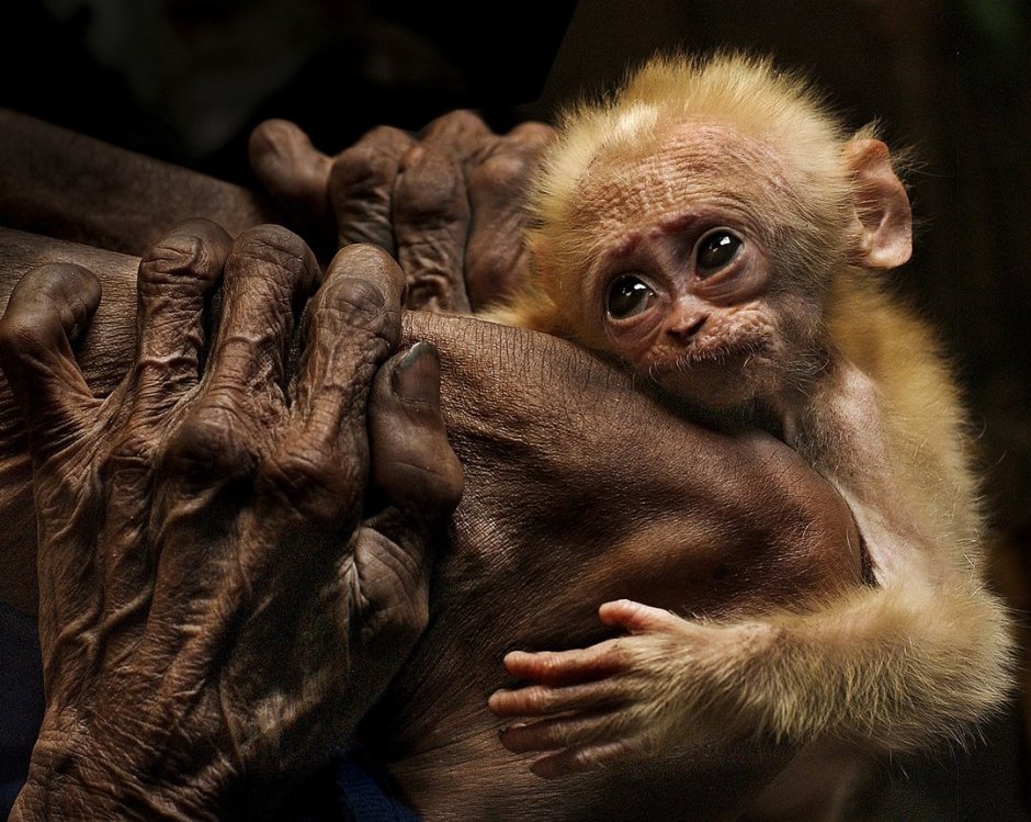 Ладонь обезьяны