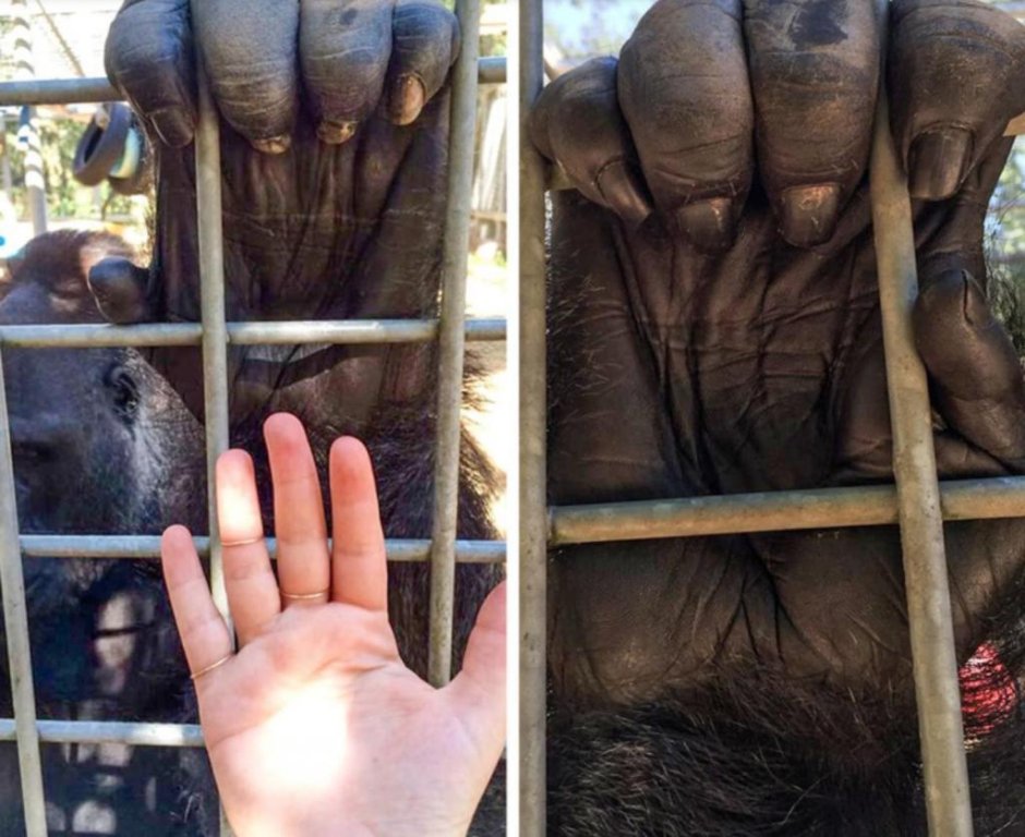 Мартышка с телефоном