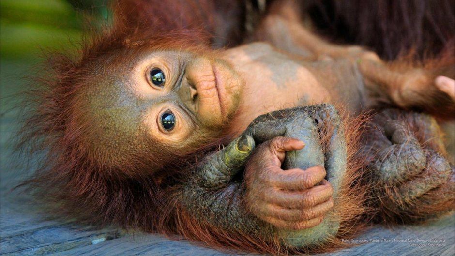 Обезьянка на палец