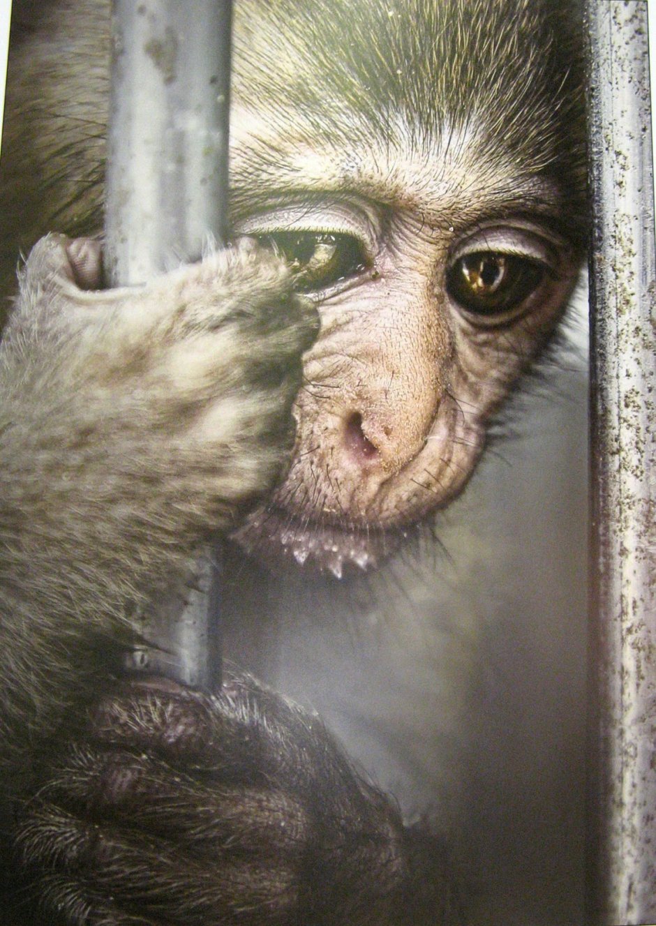 Поведение обезьян