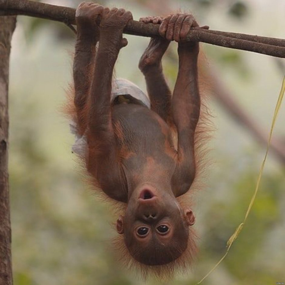 Обезьяньи следы