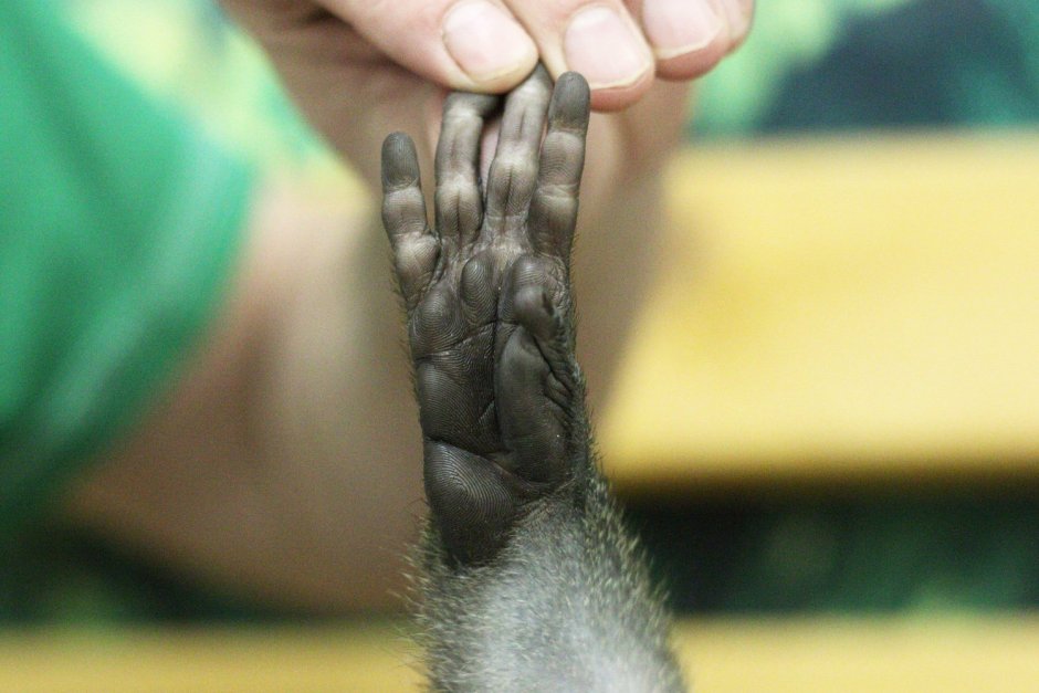 Лапа обезьяны