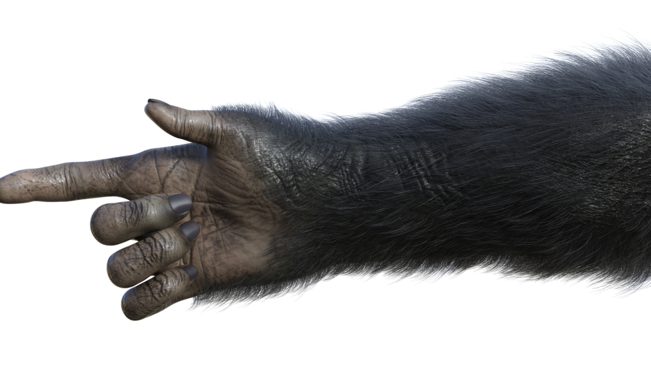 Отпечаток лапы собаки