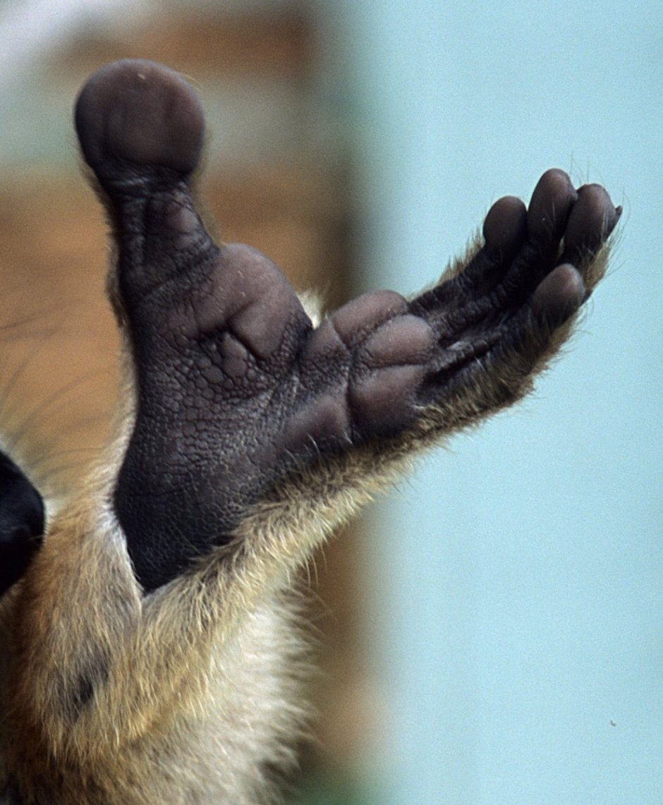 Лапы обезьяны рисунок