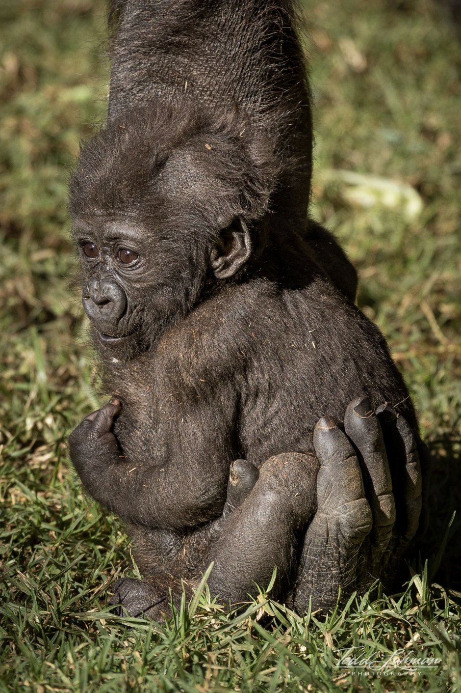 Рука гориллы