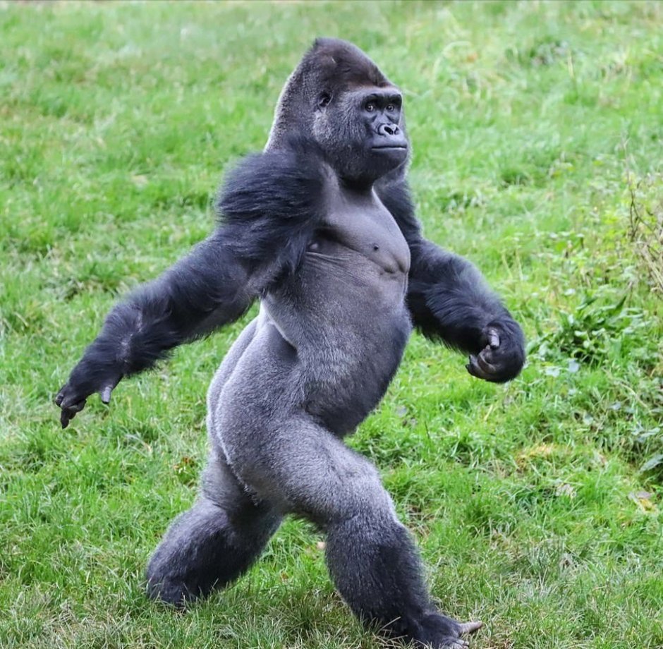 Стоящая обезьяна