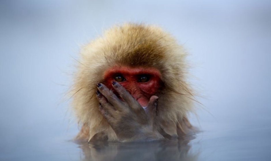 Лапа обезьяны