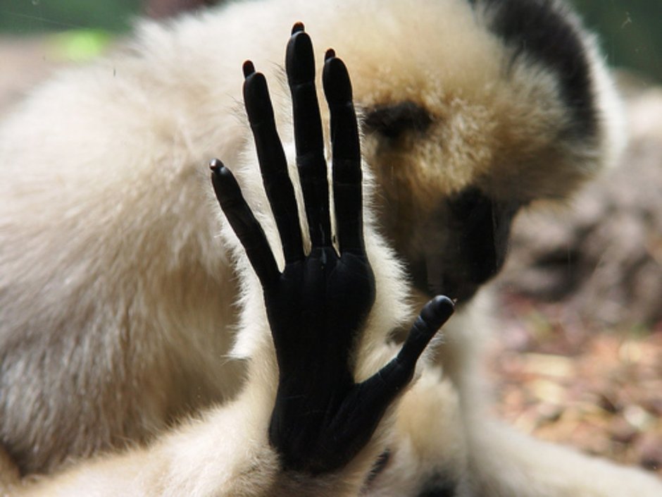 Лапа обезьяны