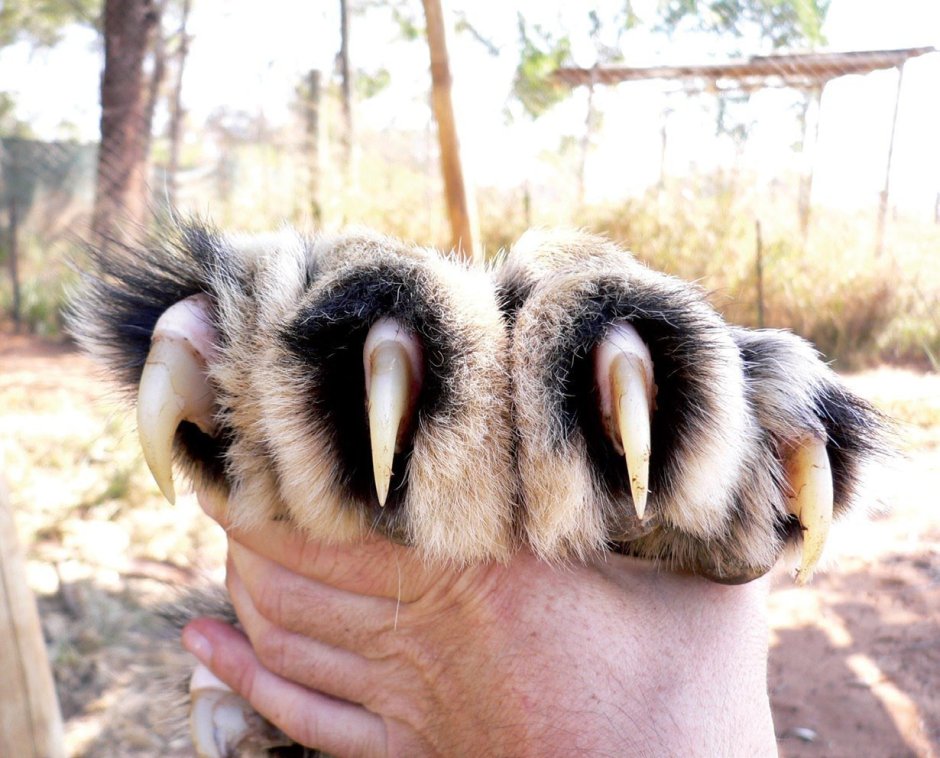 Обезьяна с поднятыми руками