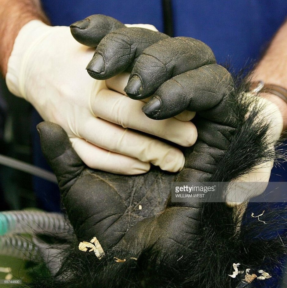 Паукообразная обезьяна на белом фоне