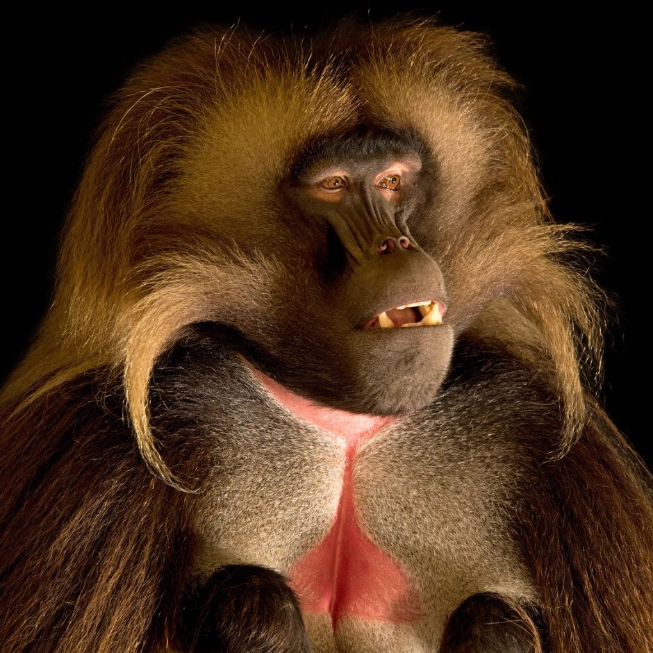 Лапы мультяшных животных