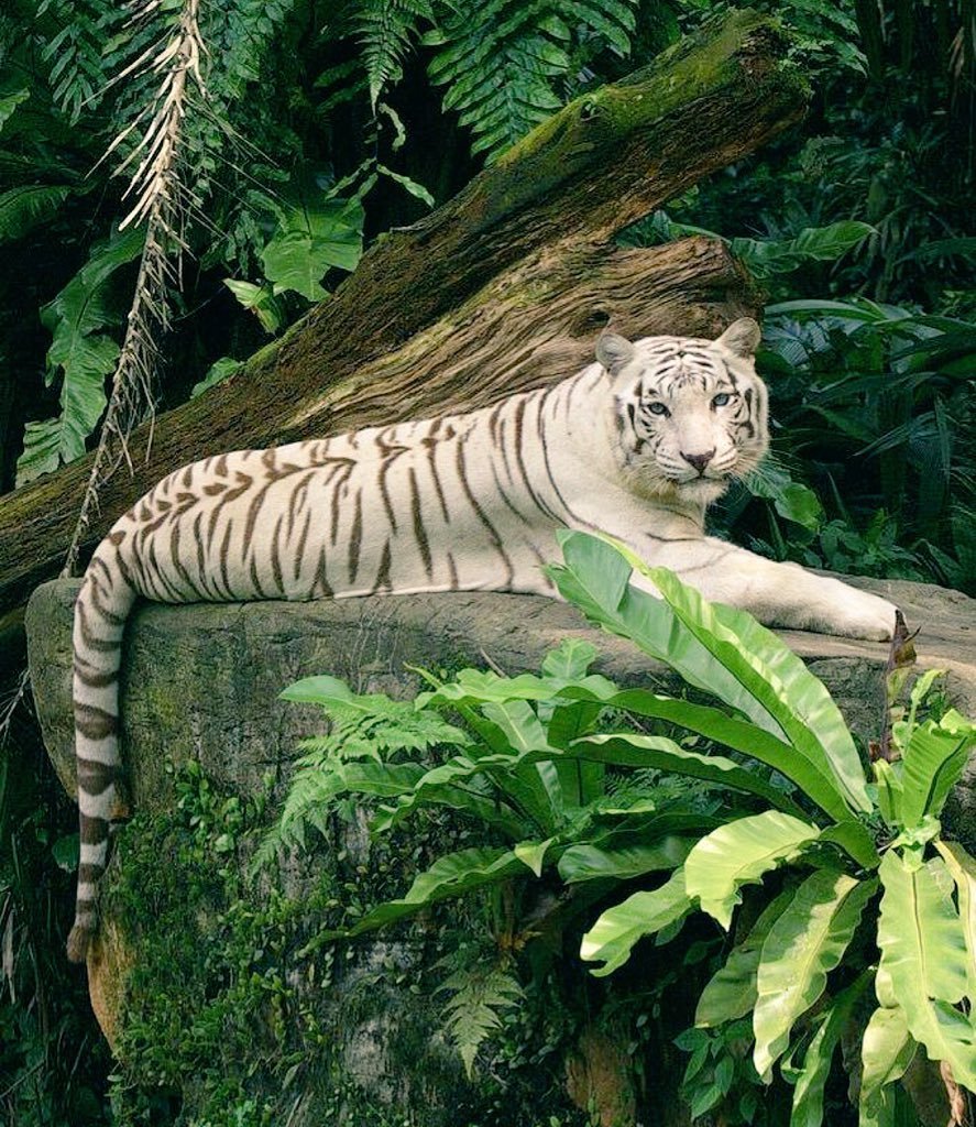 Животные джунглей