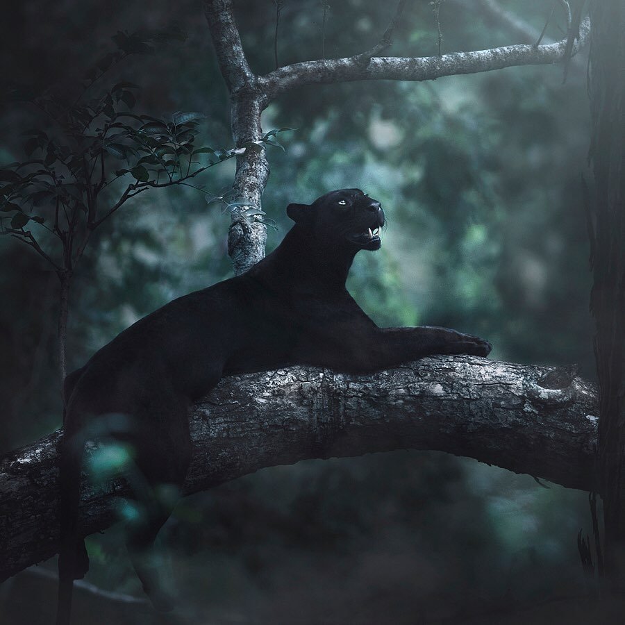 Shaaz Jung черная пантера