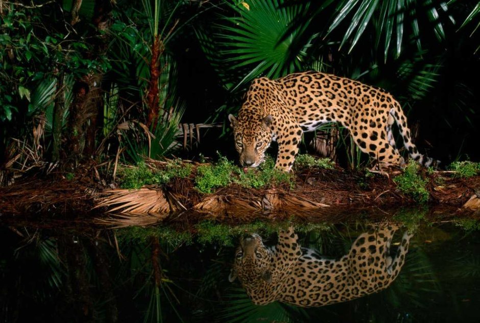 Амазонский Ягуар