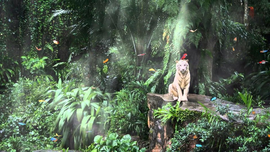 Джунгли живые