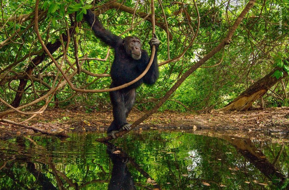 Африканские джунгли с шимпанзе