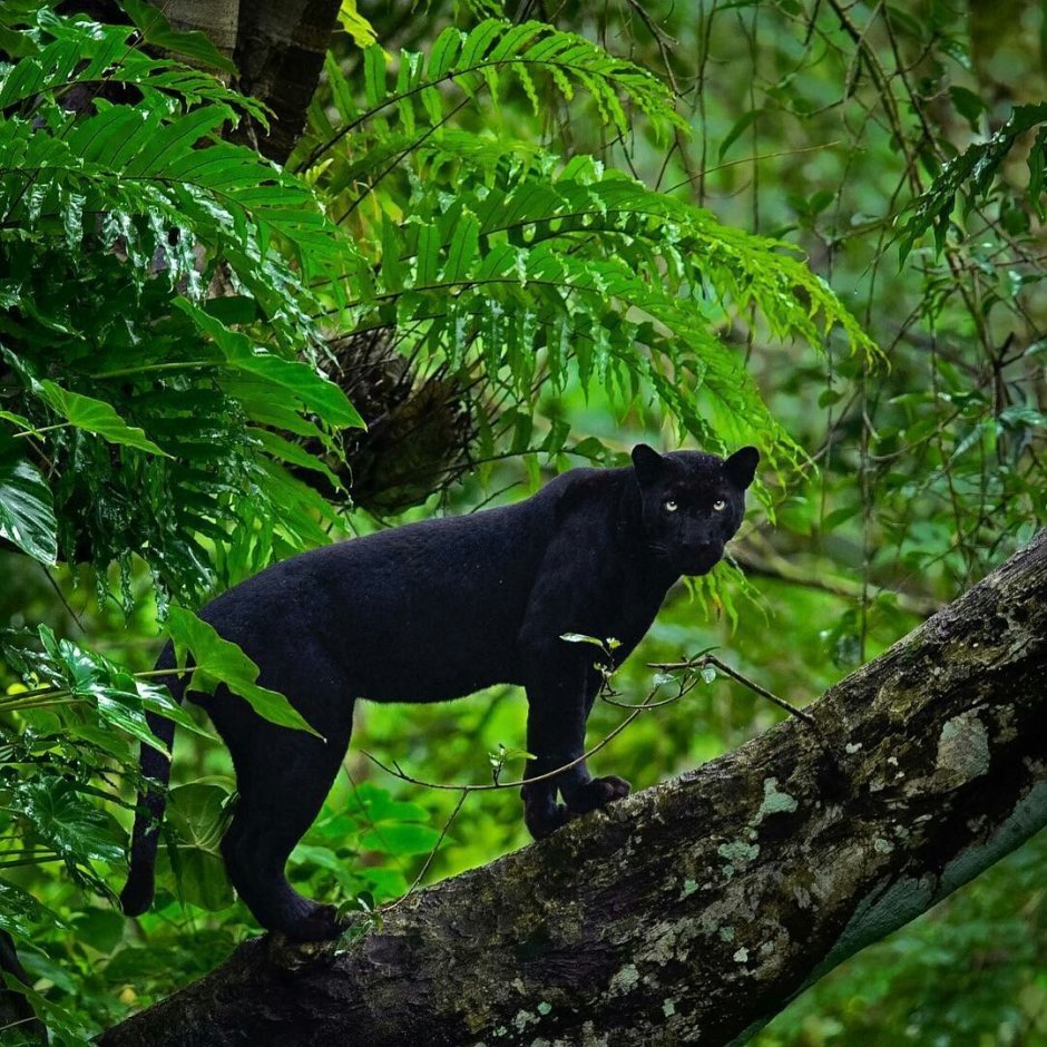 Уссурийская пантера