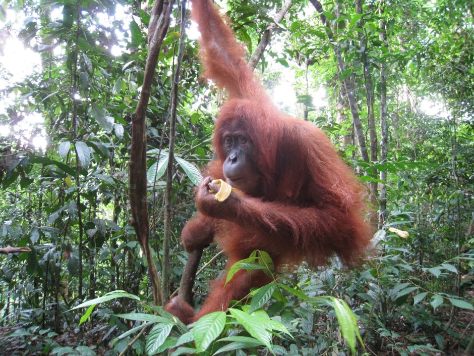 Животные которые водятся в джунглях