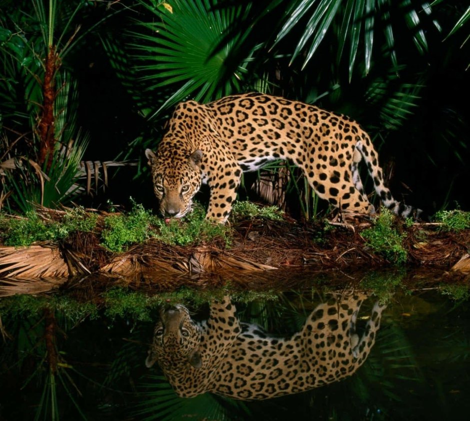 Тигр в тропическом лесу