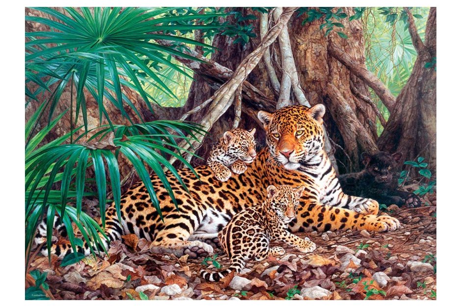 Castorland Puzzle 3000 Ягуары в джунглях