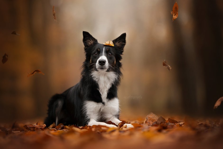 Бордер колли Тори