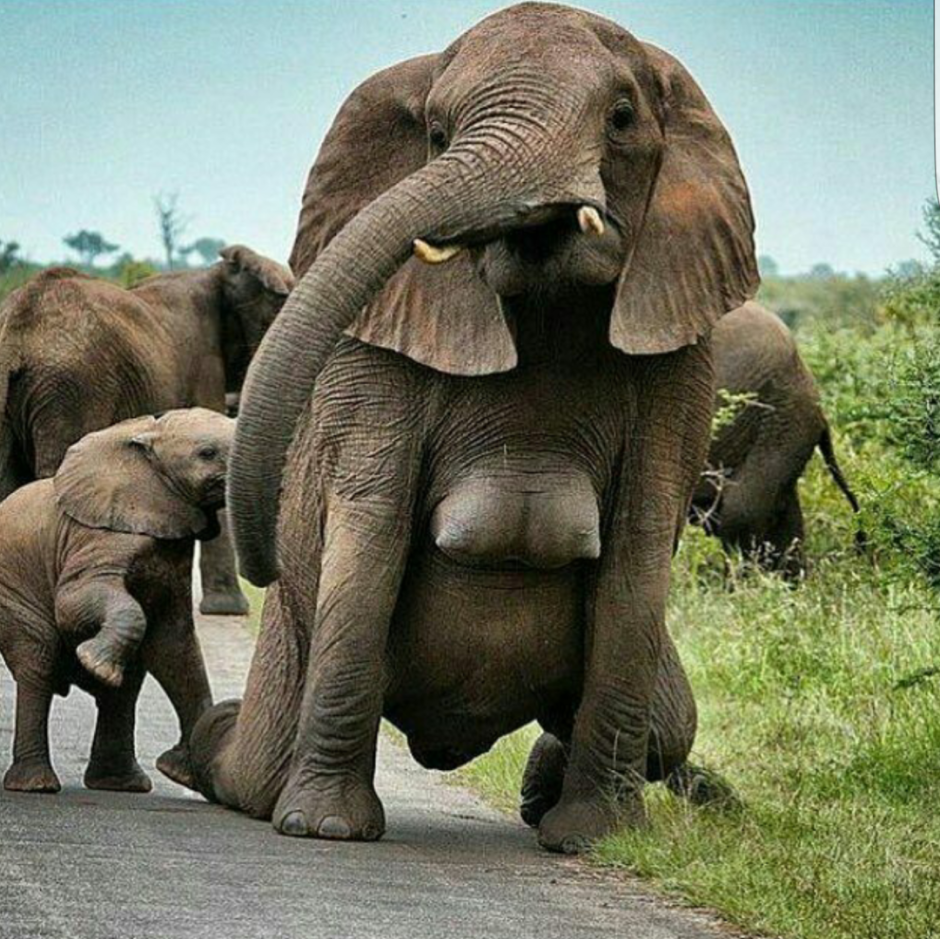 The biggest Elephant