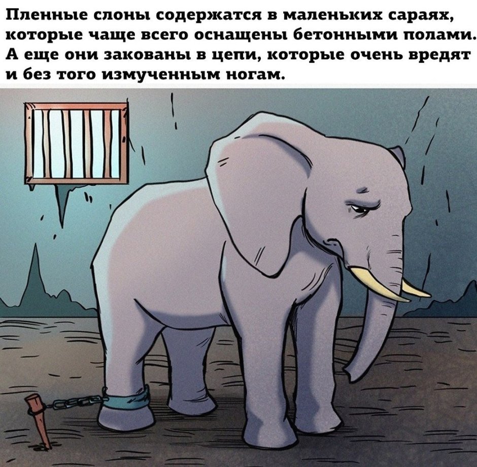 Слон мужского пола