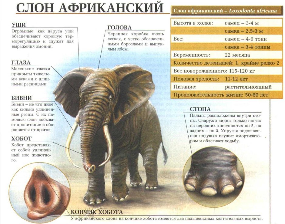 Слон логотип