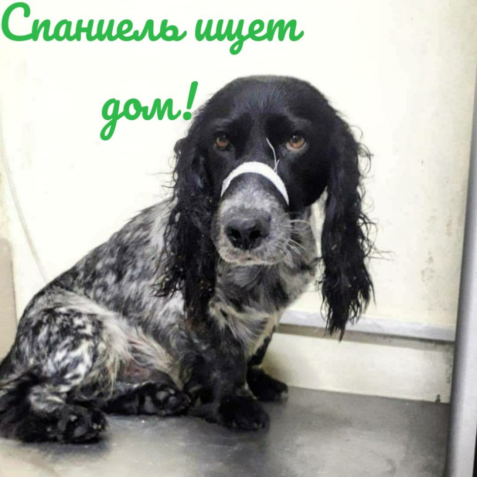 Русский охотничий спаниель